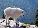 Mountain Goat